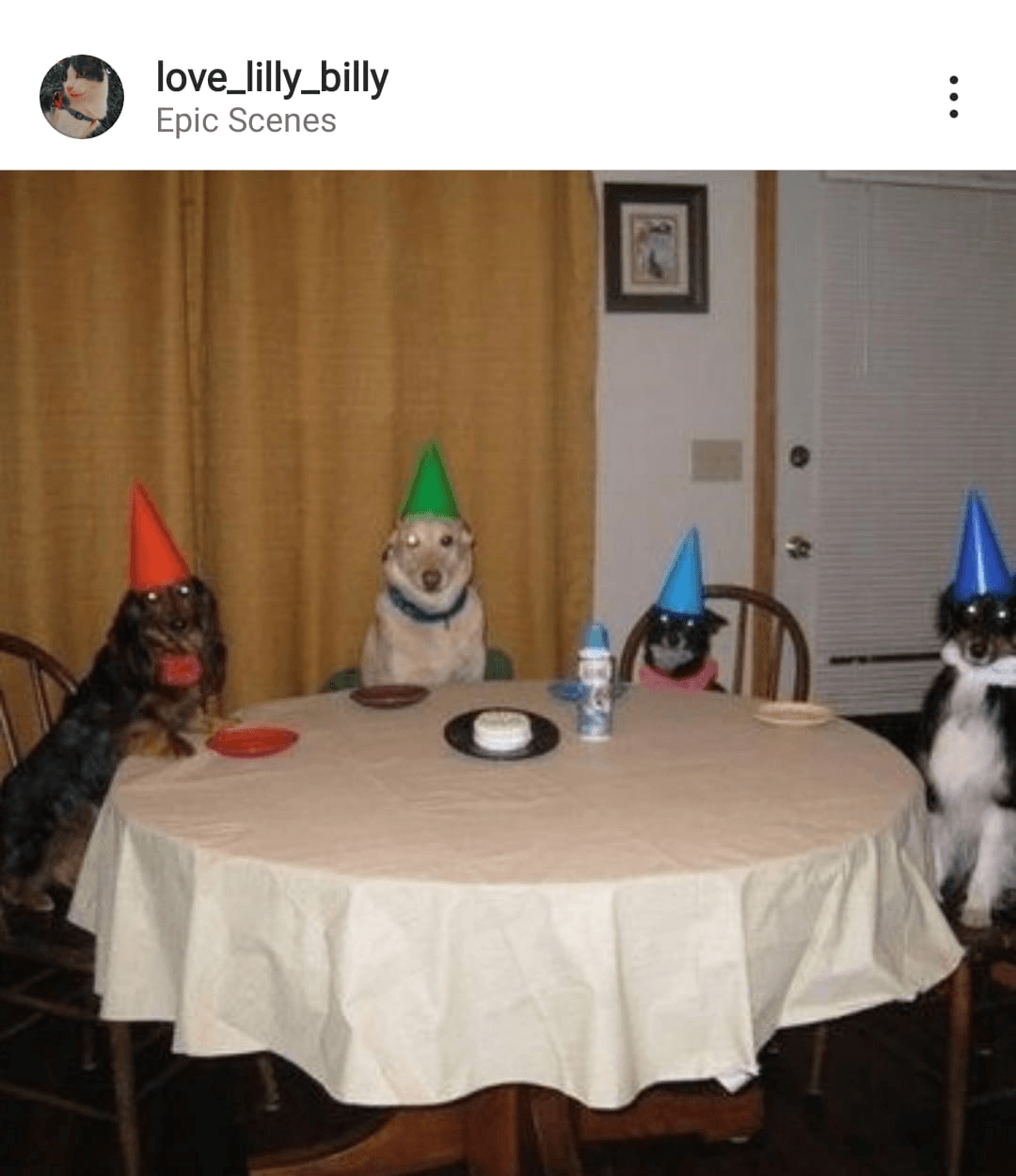 Instagram post of dogs in party hats with the geotag 'Epic Scenes'.